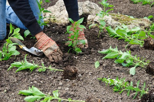 Professional garden upkeep in Winchmore Hill for healthy borders