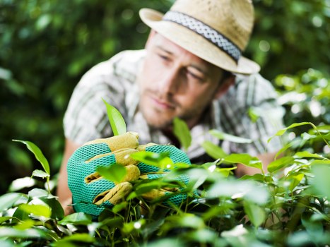 Seasonal trimming and shaping for Winchmore Hill gardens