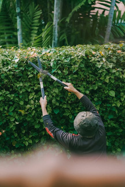 A gardener from Gardeners Winchmore Hill is performing hedge trimming in an outdoor garden scene. The gardener, wearing a dark long-sleeved top and a grey cap, is using long-handled hedge shears to ca
