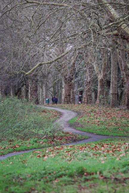 A winding gravel pathway in a wooded park during late autumn, bordered by patches of green grass and scattered fallen leaves. Tall, leafless trees with twisted, bare branches arch overhead, creating a